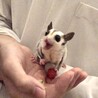 【急募】フクロモモンガ♀3歳 サムネイル3