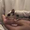 【急募】フクロモモンガ♀3歳 サムネイル4
