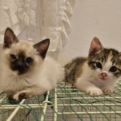 in岡崎市☆保護猫を暖かいオウチに迎えよう☆2025年1月18日(土)～ちーむ にゃいんず