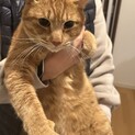 幸せになりたい！甘えん坊の茶トラ