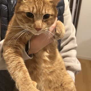 幸せになりたい！甘えん坊の茶トラ