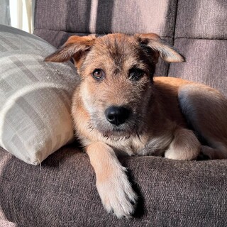 猫たちと暮らせる★お散歩上手な大型犬の子犬