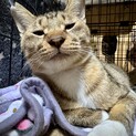 いわしくん☆猫が好き！