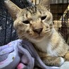 いわしくん☆猫が好き！ サムネイル2