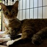 いわしくん☆猫が好き！ サムネイル3