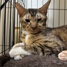 いわしくん☆猫が好き！ サムネイル4