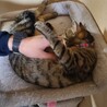 かわいいキジトラの女の子です宜しくお願い致します。 サムネイル7