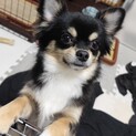 元気いっぱい！ちょっと寂しがり屋のチワワくん