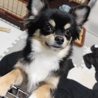 元気いっぱい！ちょっと寂しがり屋のチワワくん