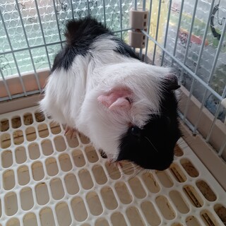 急募。モルモット（男の子）里親様募集