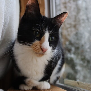 みごとな美三毛／夕顔(ゆうがお)さん