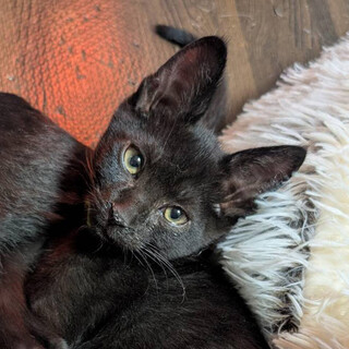 募集停止小柄でゆったりの甘えん坊⭐️グマ