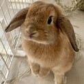 ホーランドロップイヤー  5ヶ月の元気な子です！