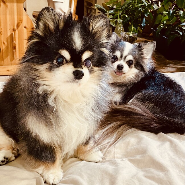 いしだふうまのカバー写真