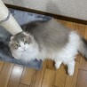 もあるく