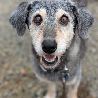 穏やかで優しい雑種の女の子、ゆうちゃん、７歳