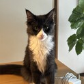 人懐っこく遊び好きなハチワレ子猫