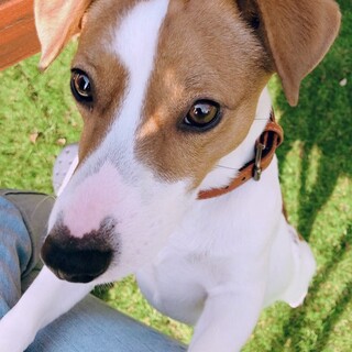 里親さん急募！