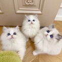 ３ヶ月未満猫ちゃんたち里親募集中！