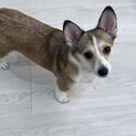チワワとコーギーのミックス犬