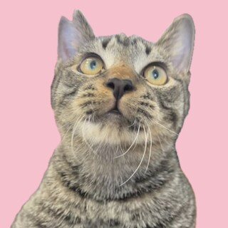 人も猫も犬も添い寝も大好き！