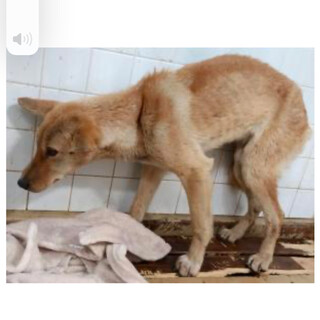 殺処分対象❗️収容期限1/17迄❗️延長なし