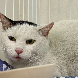 繁華街から保護されたカツラちゃん