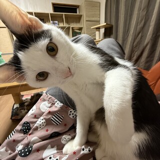 野良ママが産んだ子　織姫ちゃん　7/6生まれ　