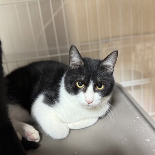 2024.7月ごろ生まれの白黒ハチワレ、コハチくん