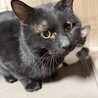 一歳半くらいの、人大好きな黒猫くん