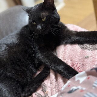 一歳半くらいの、人大好きな黒猫くん