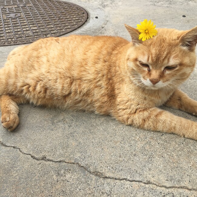 nana77771925のカバー写真