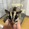 よまゆ