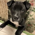 2ヶ月仔犬くん　大黒くん