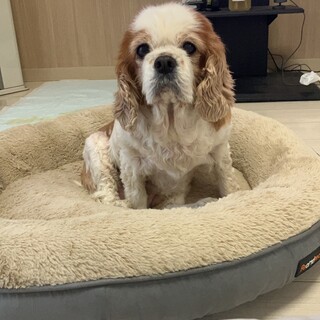 おっとりちゃん