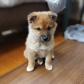 約1ヶ月半の男の子【オーゴ】