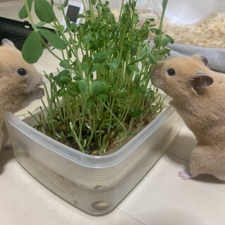 キンクマハムスター オス 2匹