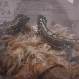 シリケンイモリ