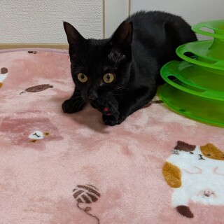 シオちゃんトライアル中です