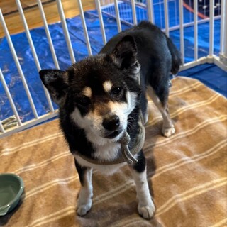 黒柴犬のテテちゃん