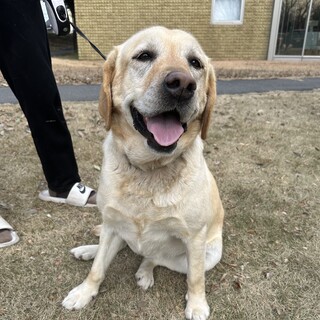 元気で無邪気な花ちゃん❣️ラブラドール5歳