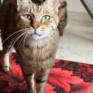 愛くるし〜い♡キジ猫のよしこさん