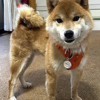 人慣れ抜群、元気な柴小次郎