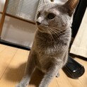ロシアンブルーの里親募集