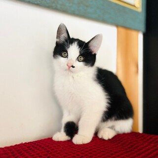 【1/26芝浦】毛足長めでもっふもふ！仲良し兄弟