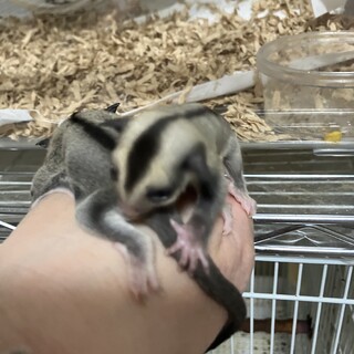 フクロモモンガ　ノーマルhetアルビノ