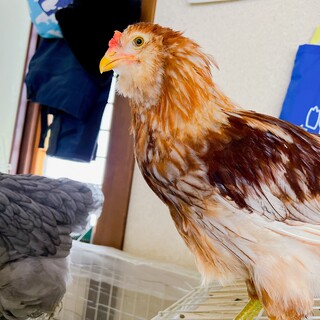 ニワトリの新しい家族を探しています