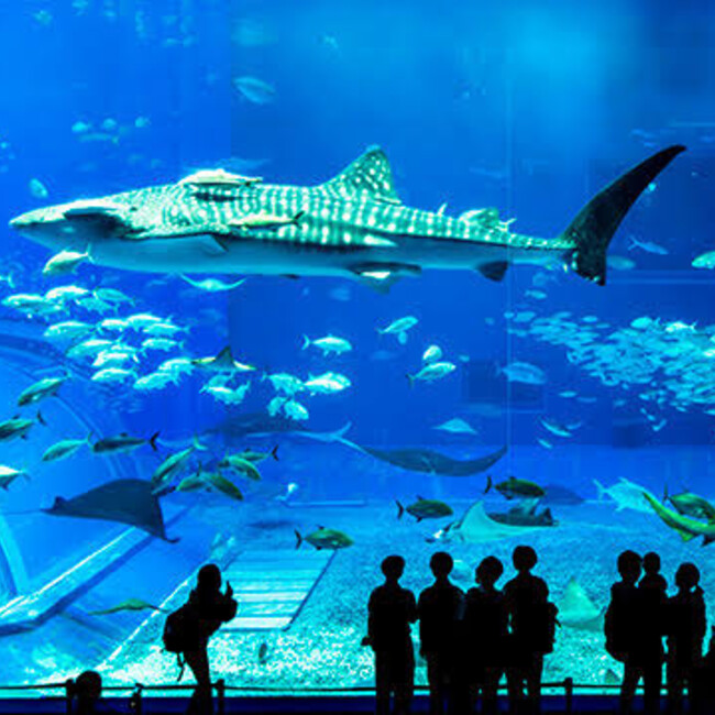 禰々のカバー写真