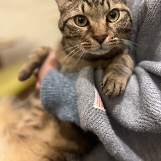 元気いっぱい2才キジトラくん????