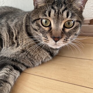 優しい性格2才キジトラくん????